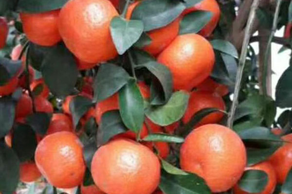 越是價(jià)格低迷，越是要用好肥